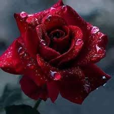 Friendship Bloom
